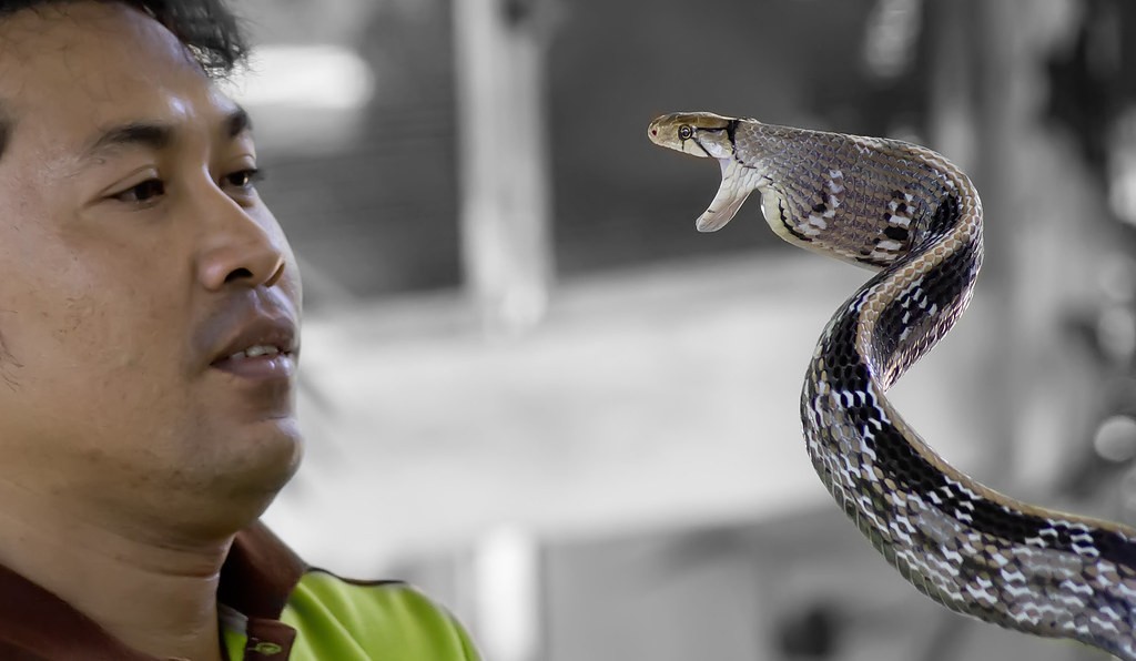 Snake Farms Thailand