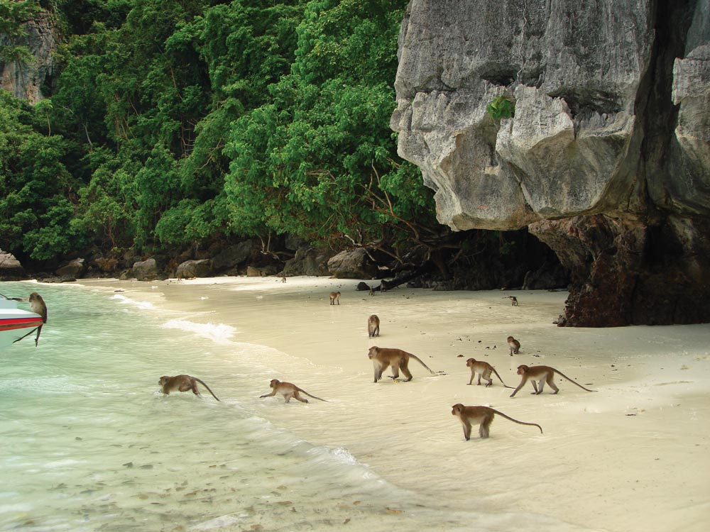 Monkey Beach Thailand