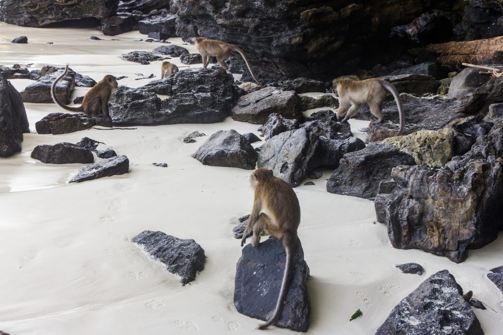 Monkey Beach Thailand