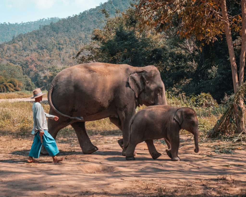 Chiang Mai Elephant Sanctuary