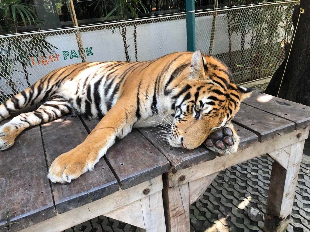 Tiger Park Pattaya