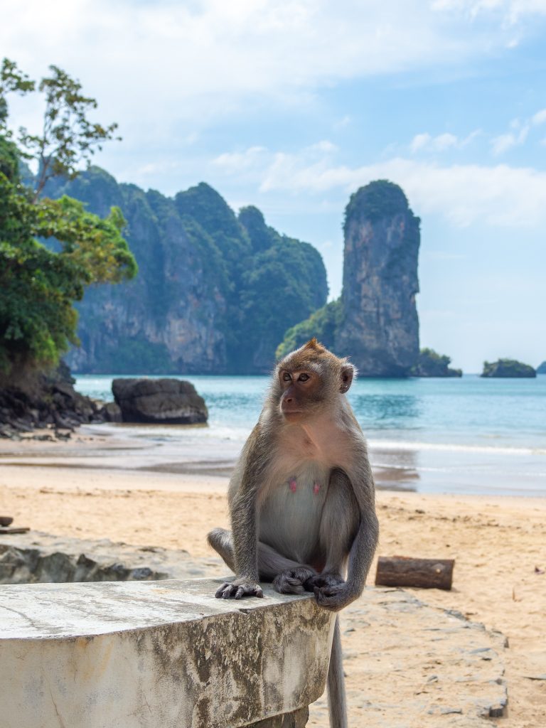 Monkey Beach Thailand